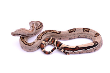 Boa constrictor imperator Pastel Stripe