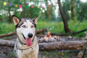 Husky dog in forest with bonfire.
