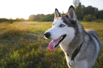 Husky dog sitting on meadow in the evening at sunset