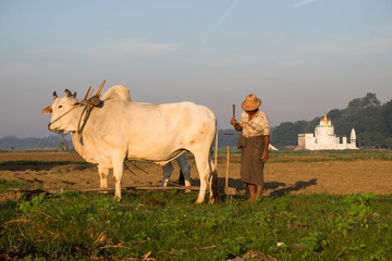 A farmer plows with a cow near U-Bein bridge in Taungthaman Lake, Mandalay, Myanmar