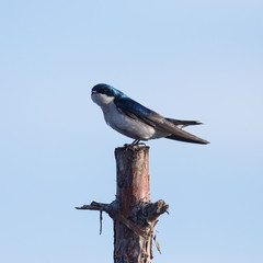 A Tree Swallow resting on top of a tree post with peeling bark.