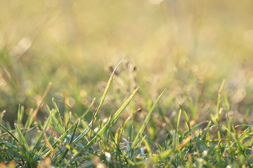 Gras einer Wiese im Abendlicht