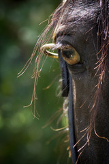 Obraz premium Black Horse Eye Macro