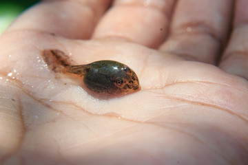 tadpoles in hand