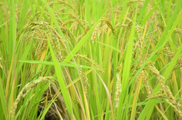 yellow-green rice field in Japan