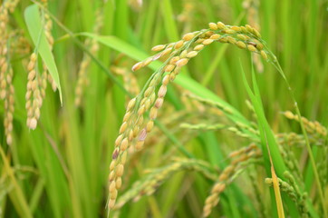 yellow-green rice field in Japan