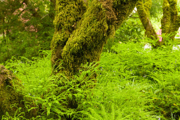 Mossy tree trunk