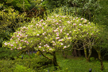 Spring Magnolia flowers and new growth