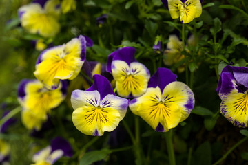 Violas, heartsease