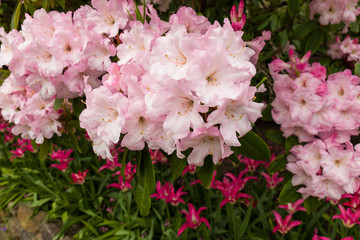 Spring pink rhododendron
