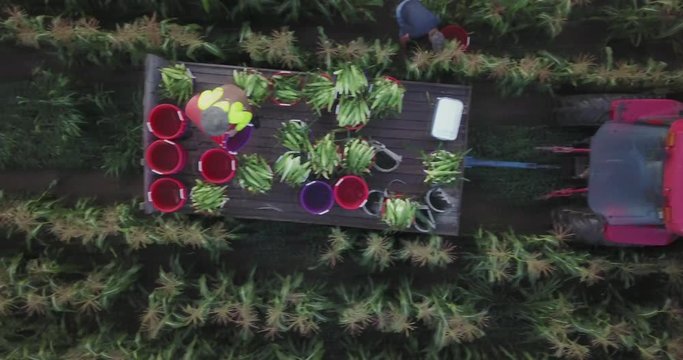 Aerial view of corn rows revealing a tractor pulling a wagon with corn as men put more corn onto wagon.