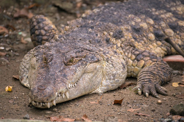 Obraz premium The huge crocodile lies on the ground in Manila zoo