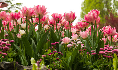 Spring Tulips