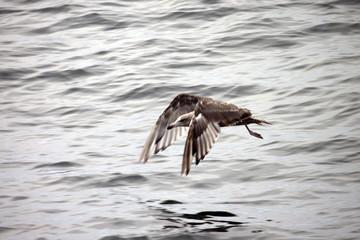 Bird Flying Over Water