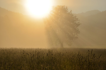 Naklejka na ściany i meble Sunshine through the fog and a silhouette of a tree