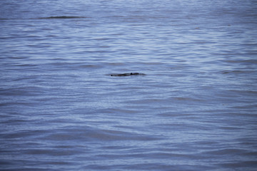 Dolphin About to Breach Water