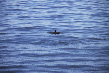 Naklejka premium Dolphin Fins Breaching Water