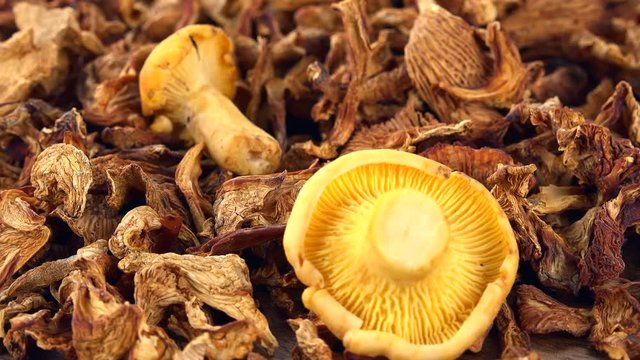 Dried Chanterelles as detailed 4K UHD footage (seamless loopable)