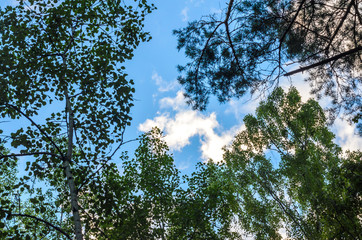 Clouds in the blue sky and branches of trees