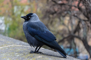Crow 