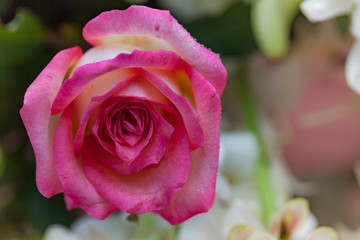 Closeup roses bouquet