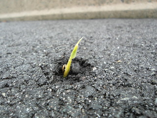 Nature finds it's way