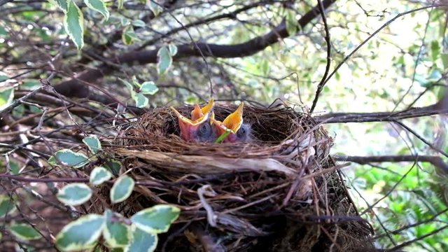 Baby blackbirds in a nest of twigs with beaks and mouths wide open waiting to be fed