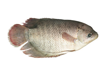 Giant gourami fish or elephant ear fish isolated on white background, Osphronemus goramy