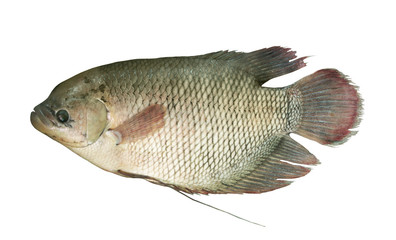 Giant gourami fish or elephant ear fish isolated on white background, Osphronemus goramy