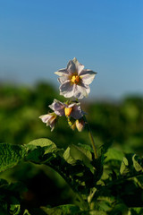 potato field with flowers
