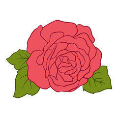 Isolated red rose with green leaves. Stock line vector illustrat