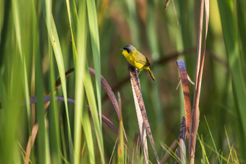 Pia-cobra (Geothlypis aequinoctialis) | Masked Yellowthroat photographed in Linhares, Espírito Santo - Southeast of Brazil. Atlantic Forest Biome.