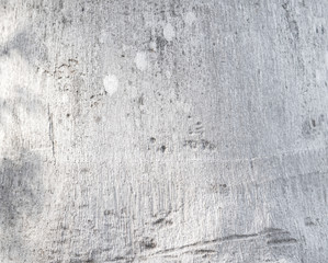 White palm bark texture