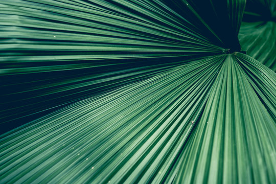 Fiji Fan Palm close up