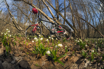 Racing carbon bike Ukraine and snowdrops