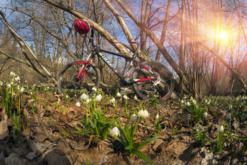 Primroses and Carbon bicycle