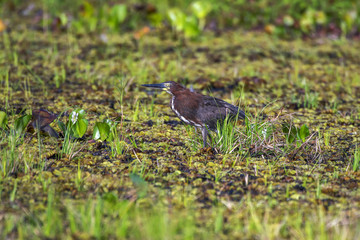 Socó-boi (Tigrisoma lineatum) | Rufescent Tiger-Heron photographed in Linhares, Espírito Santo - Southeast of Brazil. Atlantic Forest Biome.
