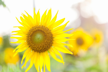 Obraz premium Sunflower