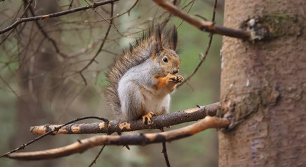 squirrel in the park