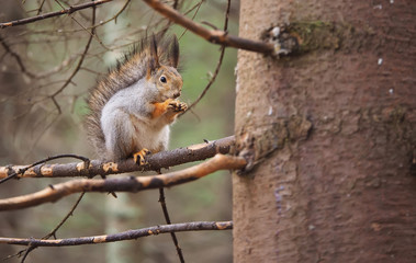 squirrel in the park