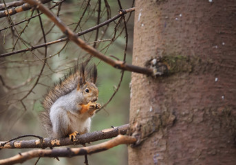 squirrel in the park