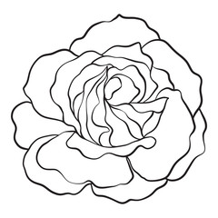 Isolated rose. Outline drawing. Stock vector illustration.