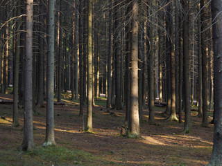 spruce forest in the spring