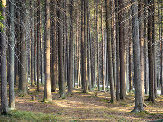 spruce forest in the spring