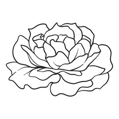 Isolated rose. Outline drawing. Stock vector illustration.