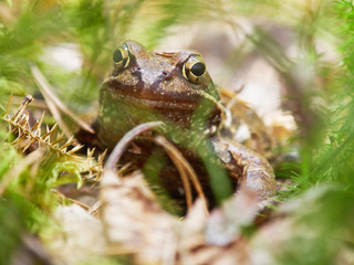 frog in the forest