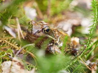 frog in the forest