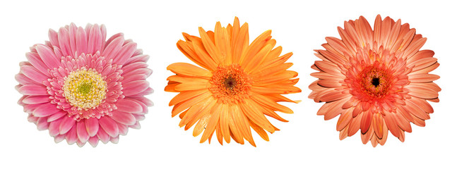 collection gerbera isolated on white background.