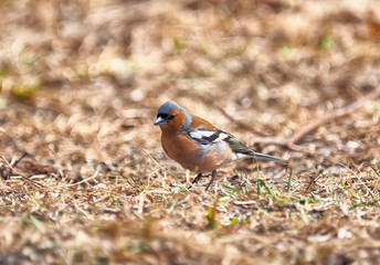 finch in the forest