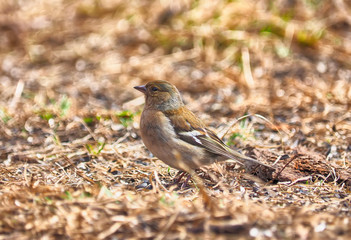 finch in the forest
